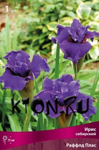 Ирис сибирский Раффлд Плас (Iris sibirika Ruffled Plus)