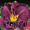 Лилейник гибридный Пеплишес (Hemerocallis hybrid Purplelicious)