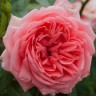Роза флорибунда Кимоно (Rose floribunda Kimono)