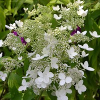 Гортензия метельчатая Гринспайр (Hydrangea paniculata Green Spire)