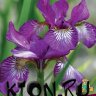 Ирис сибирский Юэн (Iris sibirika Ewen)