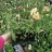 Рассада Львиный зев (Antirrhinum) 6 шт