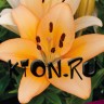 Лилия ЛА гибрид Менорка (Lilium LA-hybrid Menorca)