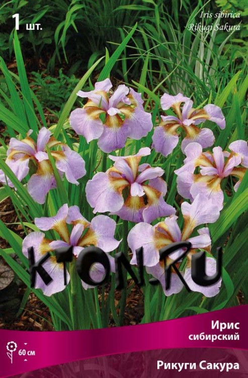 Ирис сибирский Рикуги Сакура (Iris sibirika Rikugi Sakura)