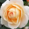 Роза флорибунда Кристал Палас (Rose floribunda Crystal Palace)