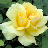 Роза чайно-гибридная Йеллоу Квин Элизабет (Rose Hybrid Tea Yellow Queen Elizabeth)