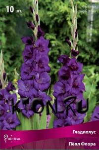 Гладиолус Пёпл Флора (Gladiolus Purple Flora)