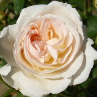 Роза флорибунда Лионс Роуз (Rose floribunda Lions Rose)