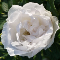 Роза парковая Сноуболл (Park rose Snowball)