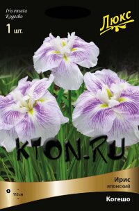 Ирис японский Когешо (Iris ensata Kogesho)