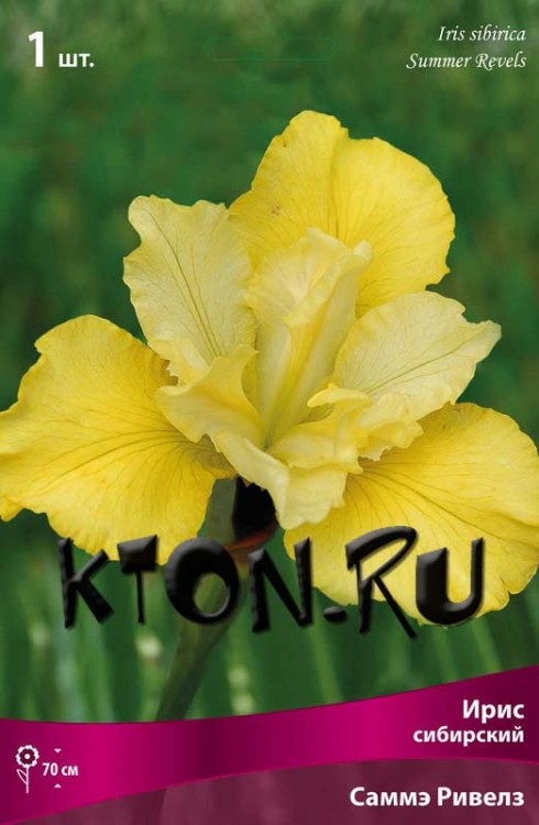 Ирис сибирский Саммер Ревелз (Iris sibirika Summer Revels)