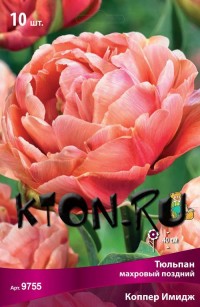 Тюльпан махровый поздний Коппер Имидж (Tulipa double late Copper Image)