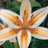 Лилия азиатская Ориндж Электрик (Lilium asiatic Orange Electric)
