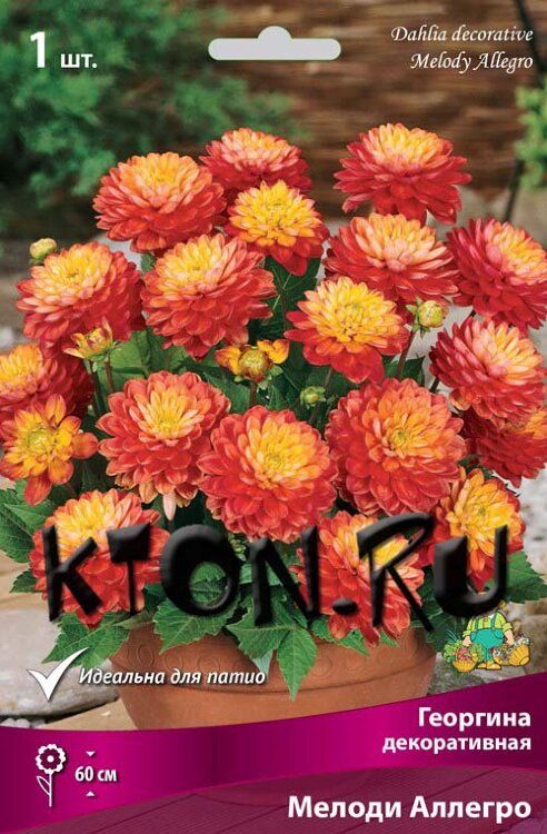 Георгина декоративная Мелоди Аллегро (Dahlia decorative Melody Allegro)