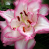 Лилия восточная махровая Бьютитренд (Lilium oriental double Beautytrend)