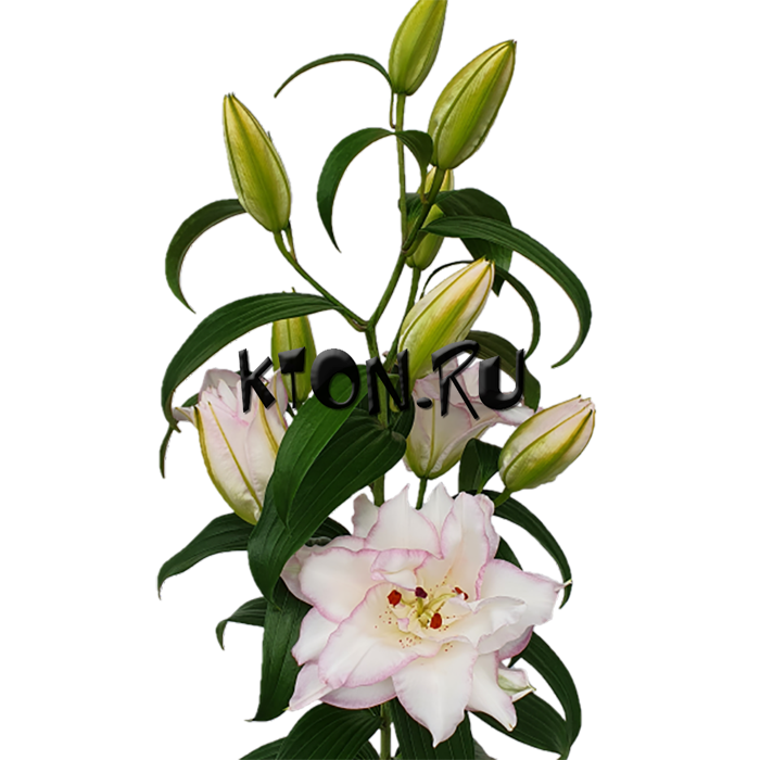 Лилия восточная махровая Бьютитренд (Lilium oriental double Beautytrend)