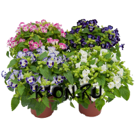 Рассада Торения (Torenia)