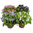 Рассада Торения (Torenia)