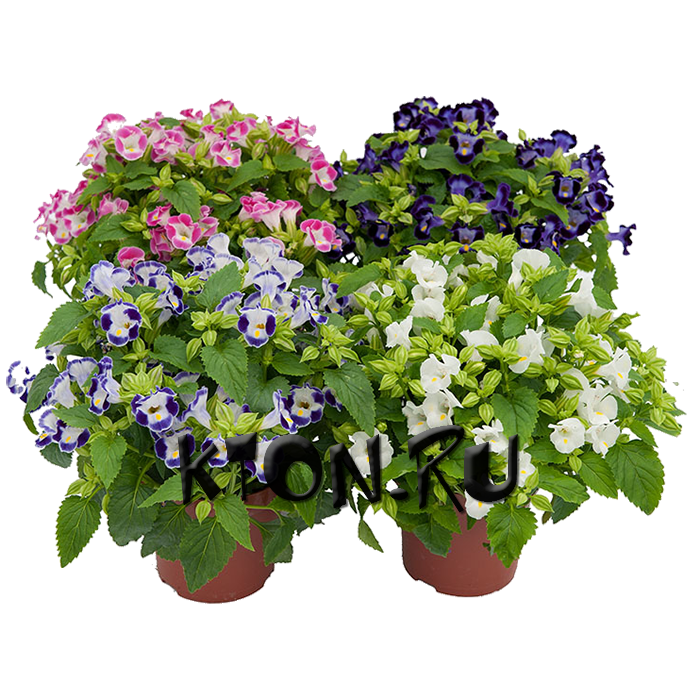 Рассада Торения (Torenia)