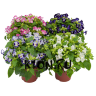 Рассада Торения (Torenia)