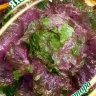 Семена Салат Яхонт мини кочанный 0,5 г