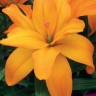 Лилия азиатская махровая Скубиду (Lilium asiatic double Scoubidou)