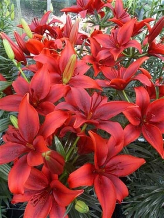 Лилия азиатская Ред Каунти (Lilium asiatic Red County)