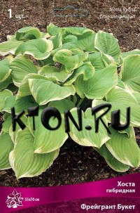 Хоста гибридная Фрейгрант Букет (Hosta hybrid Fragrant Bouquet)