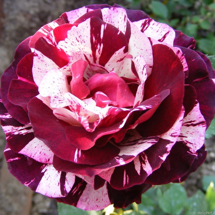Роза флорибунда Нью Имэджин (Rose floribunda New Imagine)