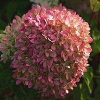 Гортензия метельчатая Жемчужина Фестиваля (Hydrangea paniculata Perle de Festival)