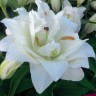 Лилия азиатская махровая Сноуборд (Lilium asiatic double Snowboard)