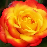 Роза флорибунда Румба (Rose floribunda Rumba)
