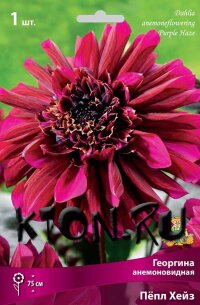Георгина анемоновидная Пёпл Хейз (Dahlia anemoneflowering Purple Haze)
