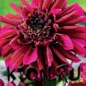 Георгина анемоновидная Пёпл Хейз (Dahlia anemoneflowering Purple Haze)