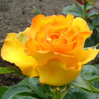 Роза чайно-гибридная Керио (Rose Hybrid Tea Kerio)