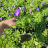 Рассада Колокольчик карпатский (Campanula carpatica) в контейнере p9