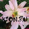 Лилия азиатская махровая Спринг Пинк (Lilium asiatic double Spring Pink)