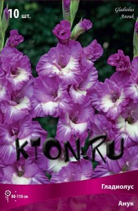 Гладиолус Анук (Gladiolus Anouk)