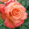 Роза чайно-гибридная Христофор Колумб (Rose Hybrid Tea Christophe Colomb)
