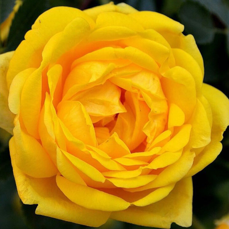 Роза парковая Стронг Йеллоу (Park rose Strong Yellow)