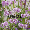 Лилия видовая Ланконгская (Lilium Martagon hybrids Lankongense)