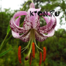 Лилия видовая Ланконгская (Lilium Martagon hybrids Lankongense)