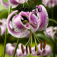 Лилия видовая Ланконгская (Lilium Martagon hybrids Lankongense)