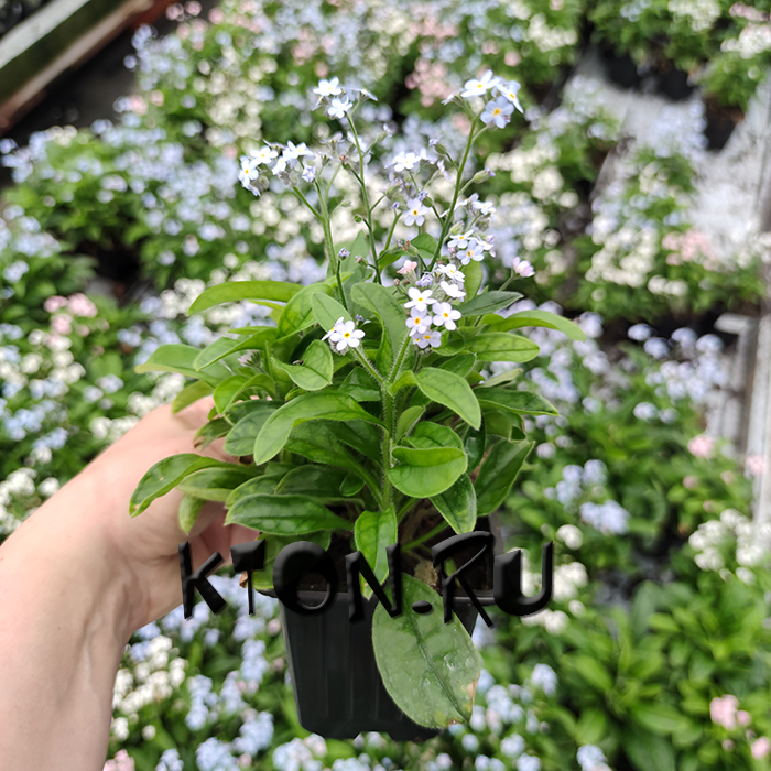 Рассада Незабудка (Myosotis) в контейнере p9
