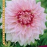 Георгина декоративная Шилон Ноэль (Dahlia decorative Shilon Noëlle)