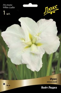 Ирис японский Вайт Ледиз (Iris ensata White Ladies)