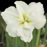 Ирис японский Вайт Ледиз (Iris ensata White Ladies)