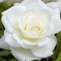 Роза флорибунда Сноу Вайт (Rose floribunda Snow White)