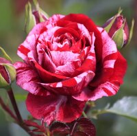 Роза флорибунда Дип Импрешн (Rose floribunda Deep Impression)