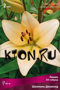 Лилия ЛА гибрид Шампань Диамонд (Lilium LA-hybrid Champagne Diamond)